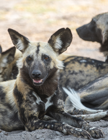 Wild-dogs-Moremi-Okavango-Botswana-6