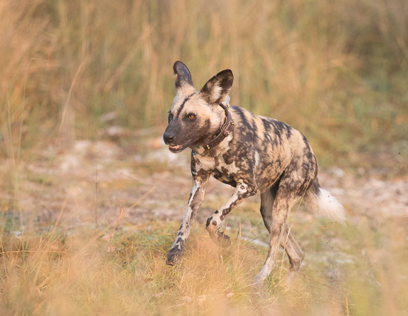 Wild-dogs-Moremi-Okavango-Botswana-7