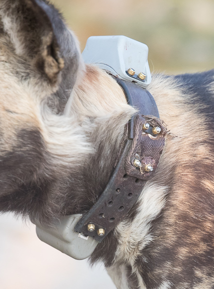 Wild-dogs-Moremi-Okavango-Botswana-8