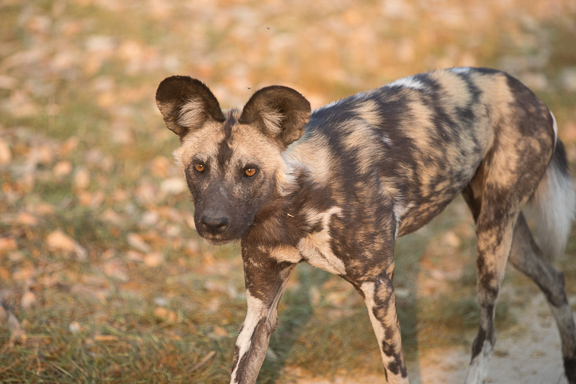 Wild-dogs-Moremi-Okavango-Botswana