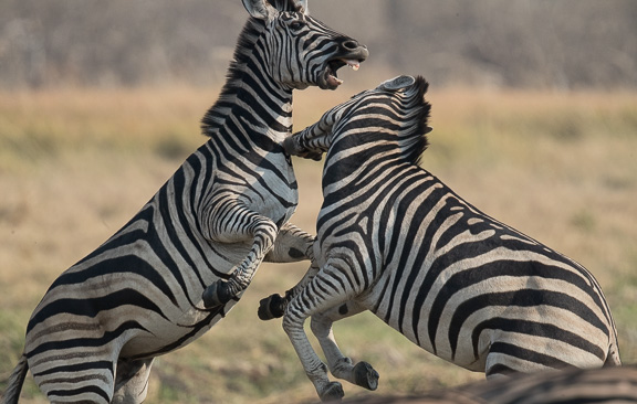 Zebra-males-fighting-Botswana-Moremi-19