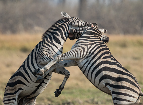 Zebra-males-fighting-Botswana-Moremi-22