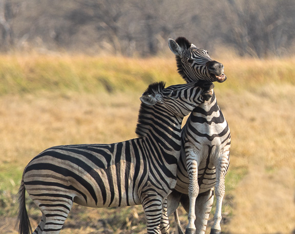 Zebra-males-fighting-Botswana-Moremi-5