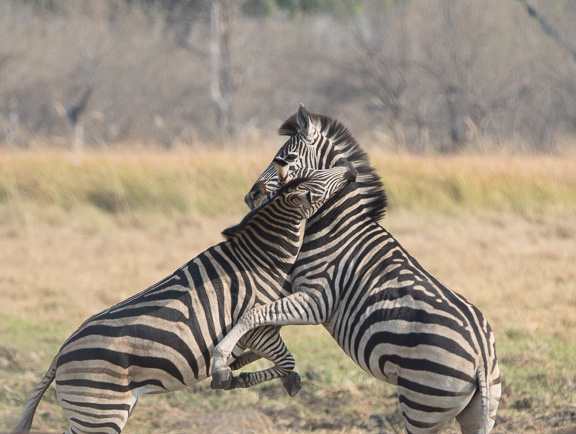 Zebra-males-fighting-Botswana-Moremi-8