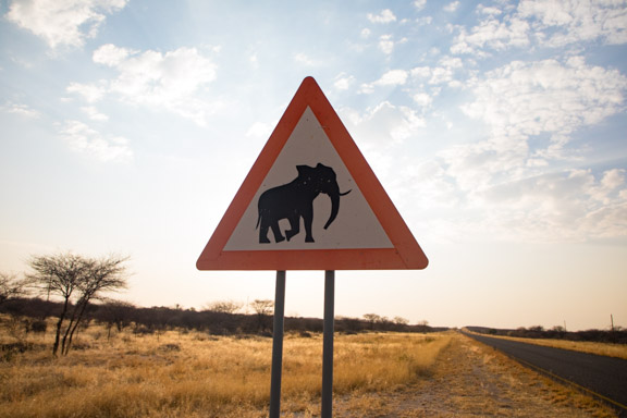 elephant-crossing-namibia