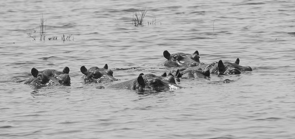 hippo-Okavango-Botswana-3