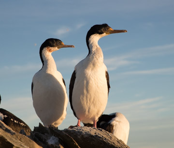 Picture of a King Cormorants