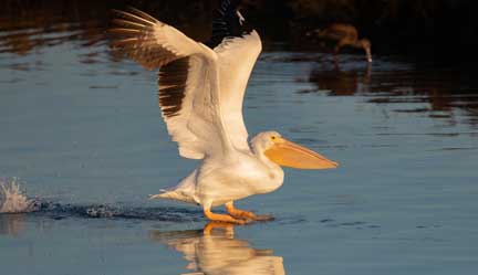 white pelican landing