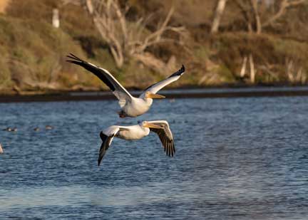 white pelicans flying in a pair