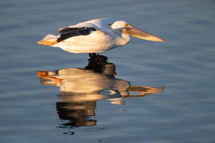 white pelican skimming