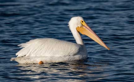 white pelican swimming