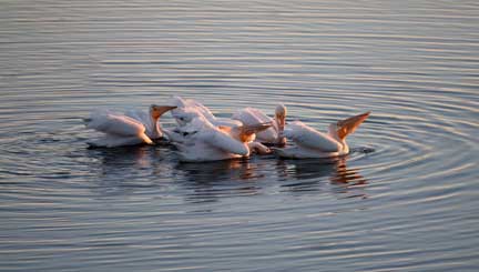 white pelican feeding frenzy