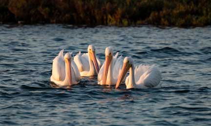 white pelicans swimming