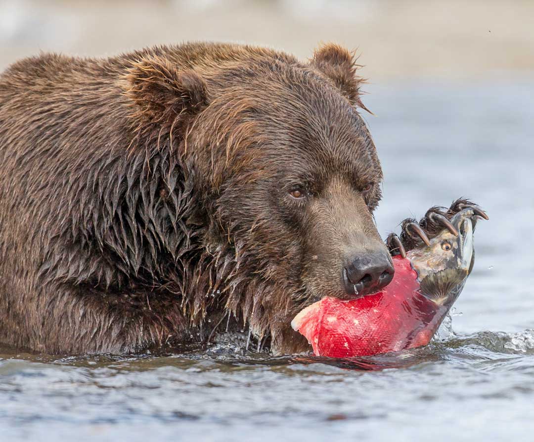 Bear with salmon in its mouth. 