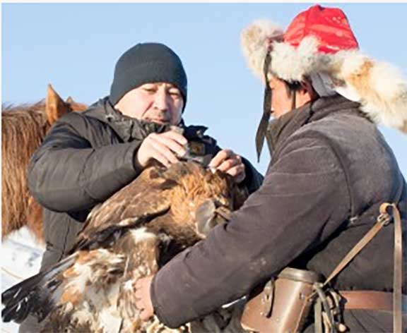 Putting GoPro on eagle