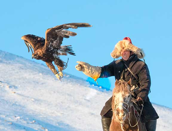 Golden eagle flying
