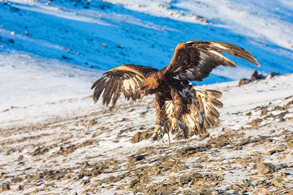 Golden eagle flying