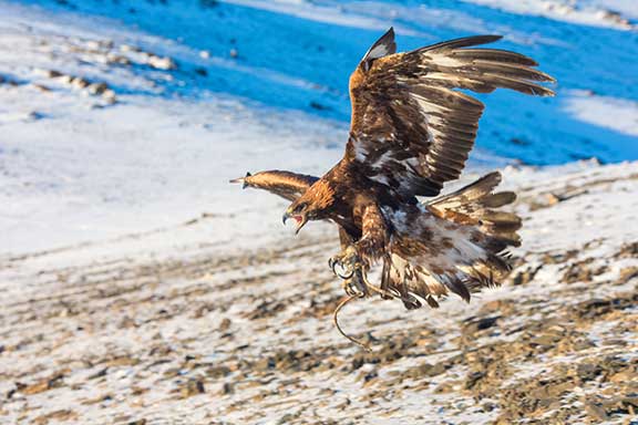 Golden eagle flying