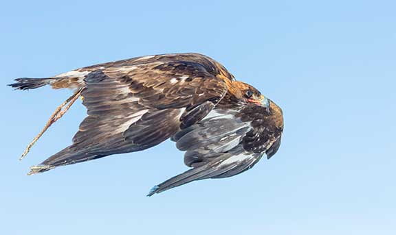 Golden eagle flying