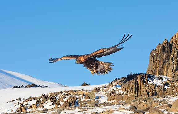 Golden eagle flying