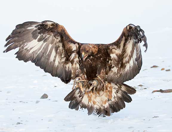 Golden eagle flying