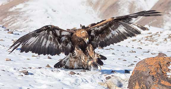 Golden eagle flying