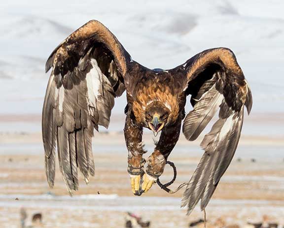 Golden eagle flying