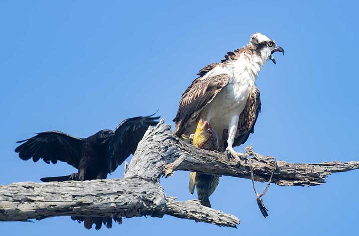 Osprey squawking at crow