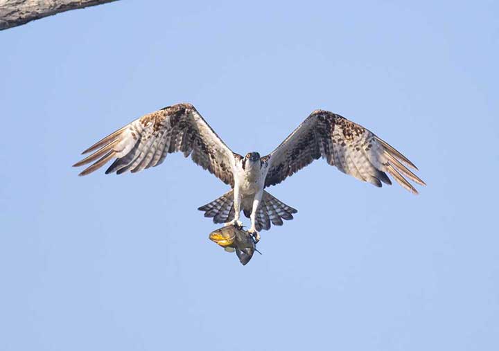 Osprey flying with fish
