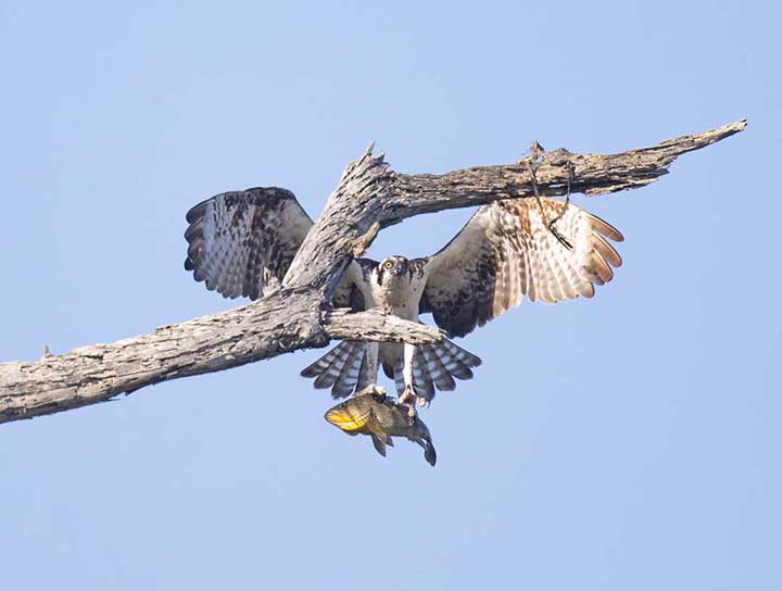 Osprey with fish landing on branch