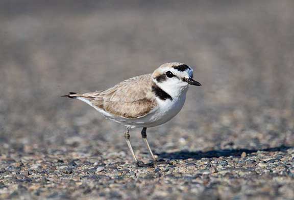 Snowy plover looking at me sideways