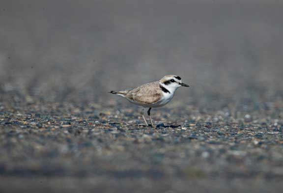 Snowy plover looking at me sideways