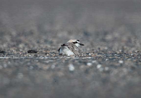 Snowy plover sitting on gravel nest