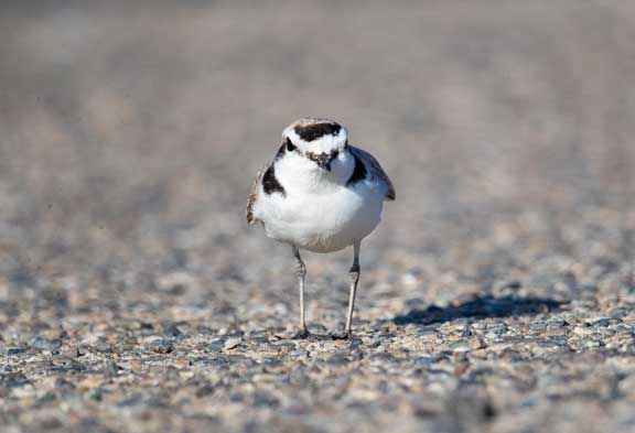 Snowy plover staring at me up close