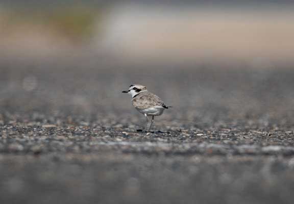 Snowy plover walking away