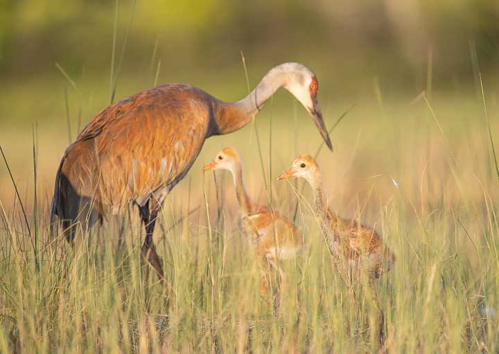 Sandhill Crane with two chicks