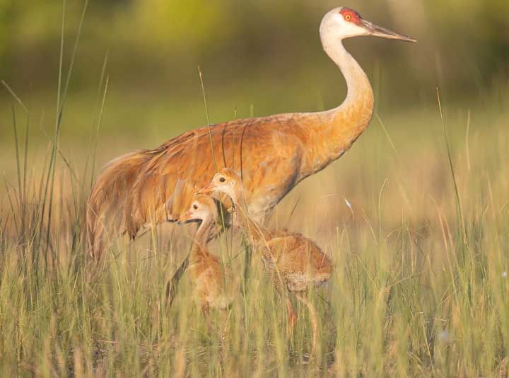 Sandhill Crane with two chicks