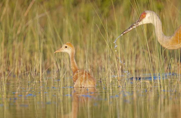 Sandhill Crane with two chicks