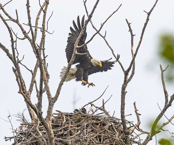 Bald eagle flying
