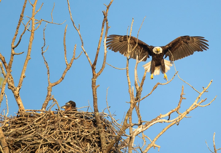 Bald eagle landing