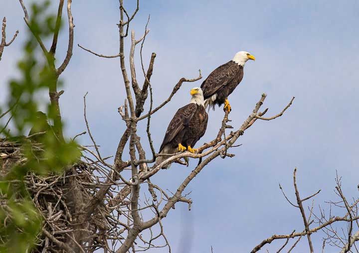 Bald eagles perching near nest that overlooks an inland lake in Michigan.