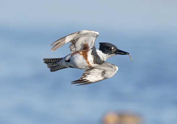 Belted Kingfisher fl ying with fish
