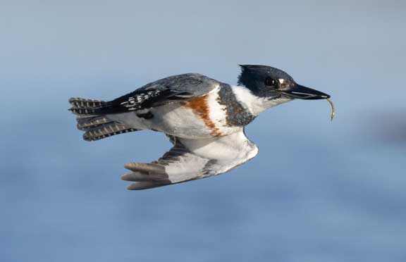 Female belted kingfisher flying by