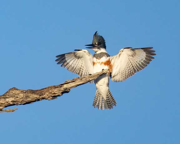 Female belted kingfisher landing on a branch