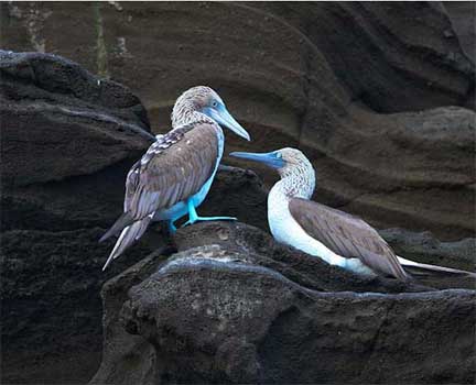 Blue footed boobies