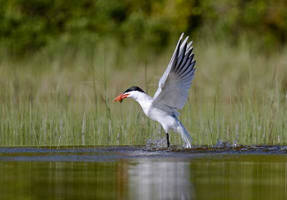 Caspian tern with fish