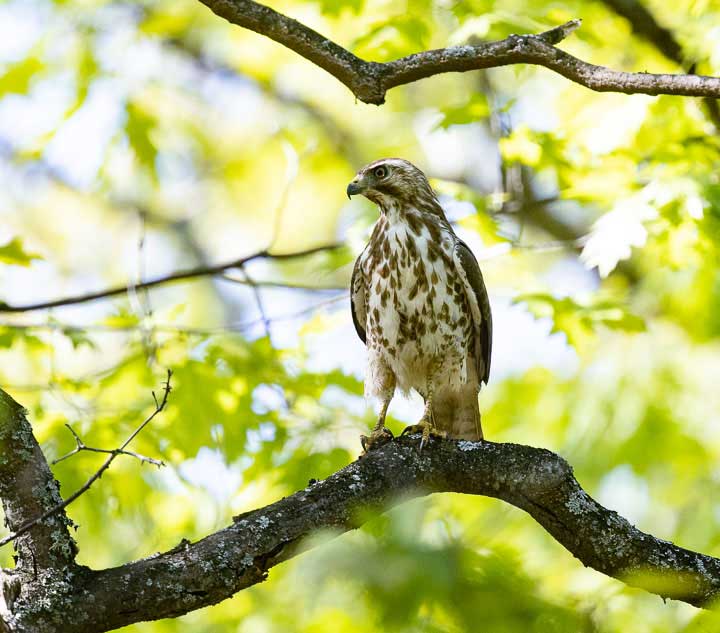Perching Cooper's hawk