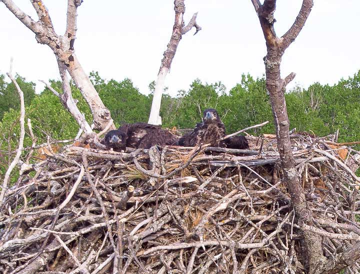 Eagle chicks in nest