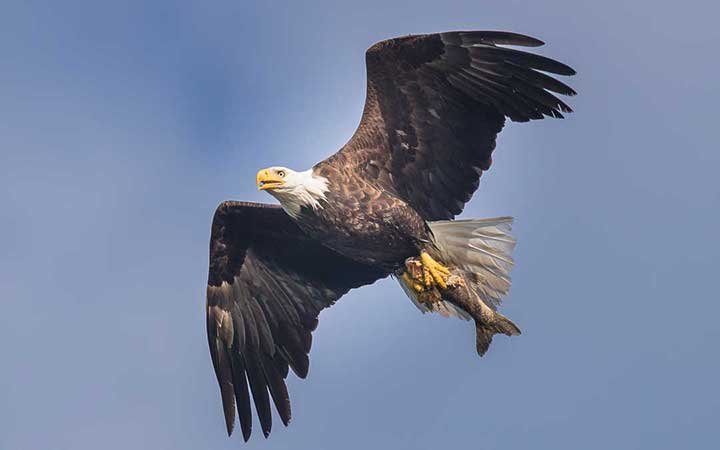 Male eagle with lake trout in talons