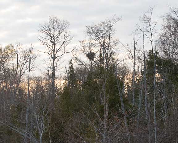 Eagle nest in distance